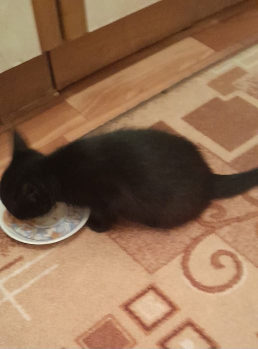 Котенок в добрые руки