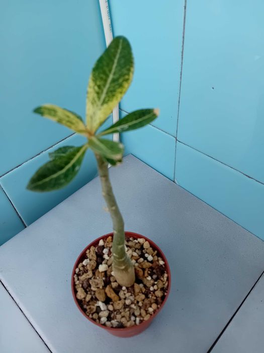 Екзотика за дома - семена и растения