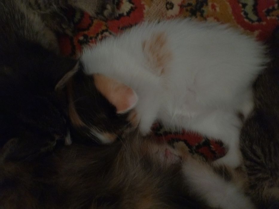 Срочно отдаю котят в хорошие руки