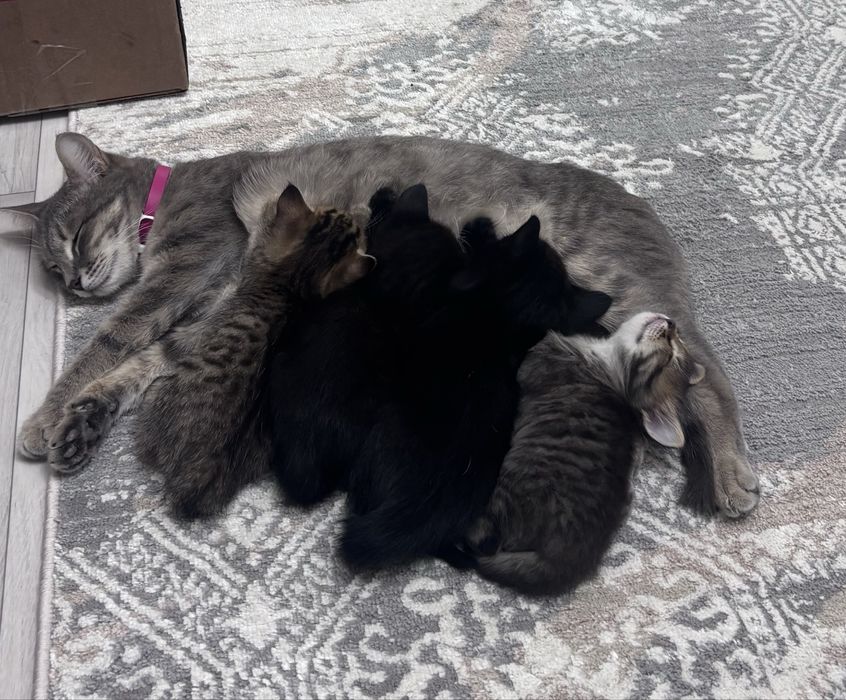 отдам котят в добрые руки