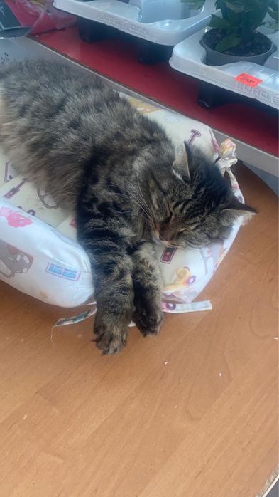 Внимание пропала кошка