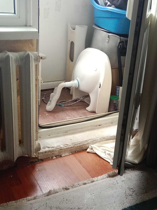 Раковина тюльпан