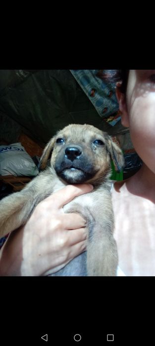 Щенки звонки 2,5 месяца