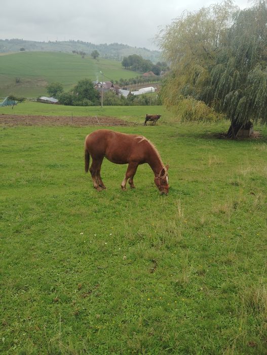 De vânzare mânz ciocolatiu 1,2 luni și mânză sarga 1,3 luni
