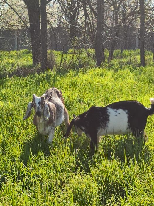 Vând iezi, anglo nubieni