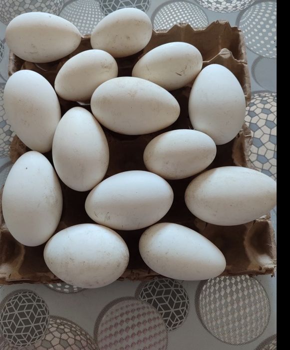 Продам яйцо гусиное