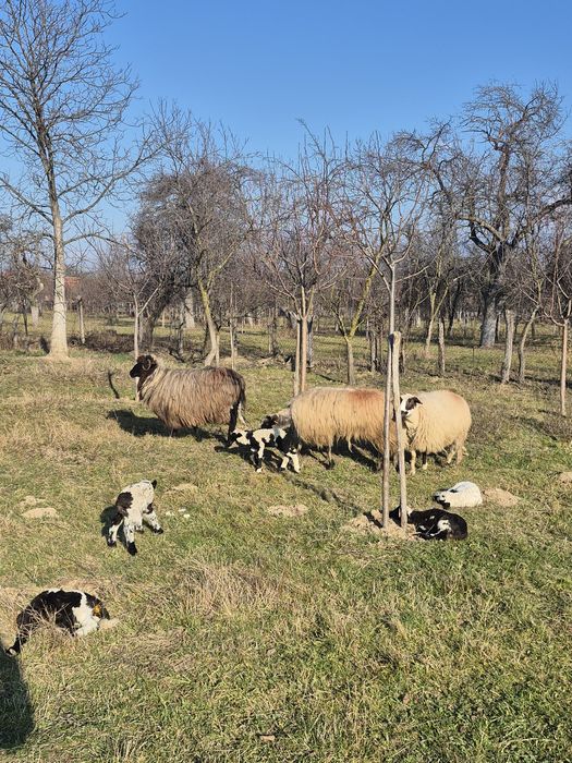 Oi cu miei de vanzare