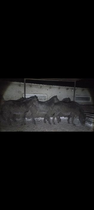 Откорм Тайлар Байталдар Құнандар Сатылады