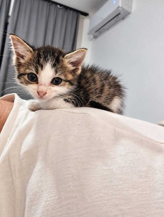 Подарявам 4 малки котенца
