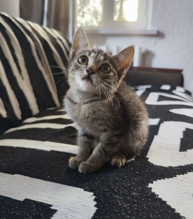 Кошечка крысолов. Девочка
