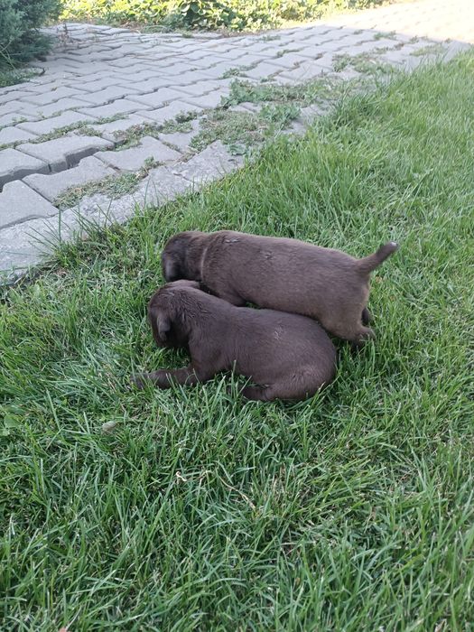 Продам щенков дратхаара