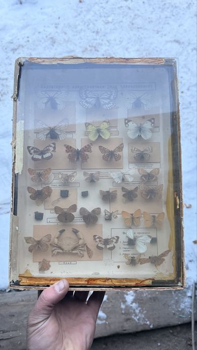 Продам коллекционные бабочки