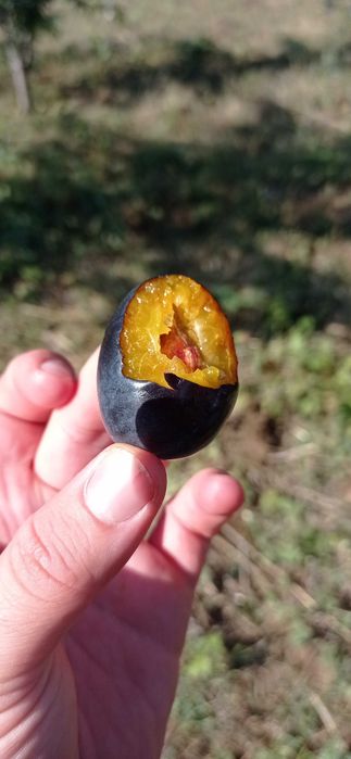 Продавам сини сливи за ракия - Стенлей + доставка до място