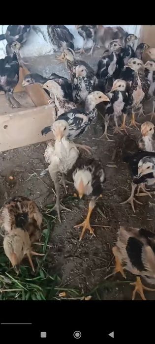 Японский Шамо жожалар сотилади 22 марта  чикан