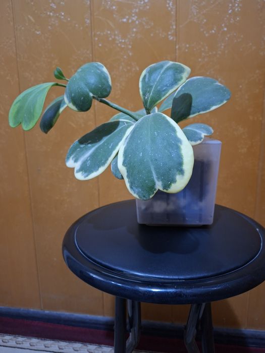 Продам хойю Керри варигатную