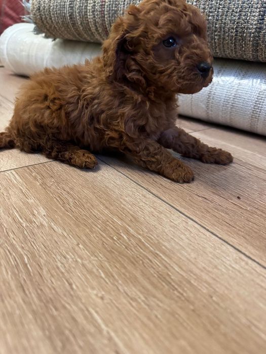 Caniche -Pudel fetita Toy Red