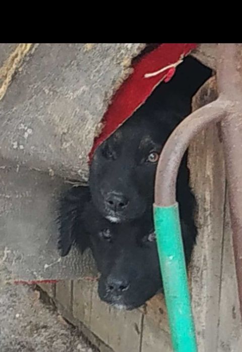 Щенки в добрые руки