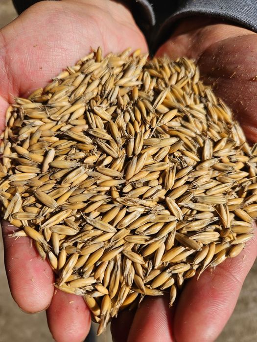 Ячмень.Платный чат!Все корма .