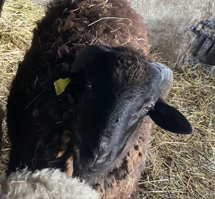 Продам Кошкара молодой 1 год
