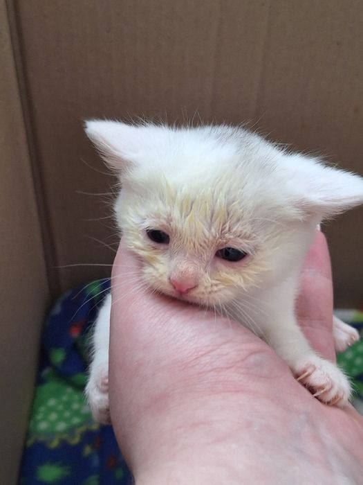 Отдам даром котят