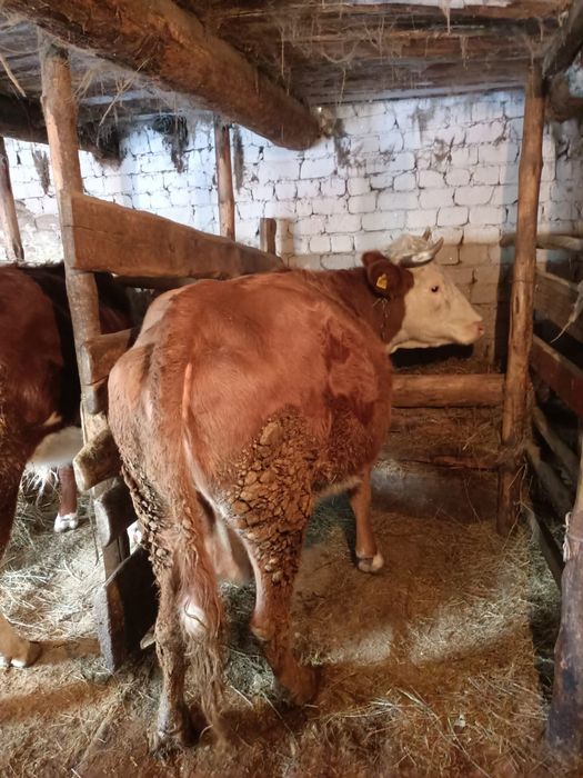 Продам корову молочную