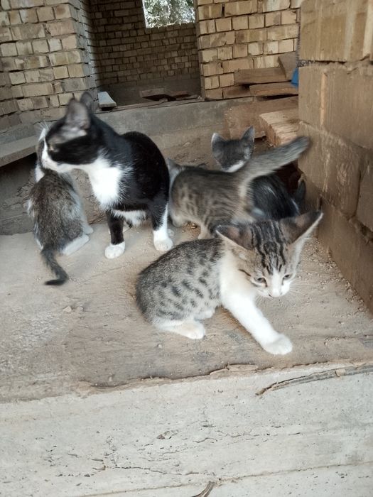 Oddiy mushuklar onasi bilan