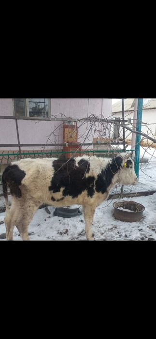 Продается корова