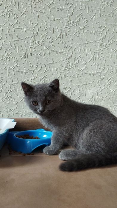 Продается Scottish fold