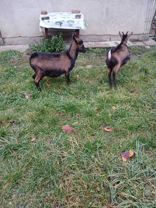 vand iedute din rasa  alpina franceza