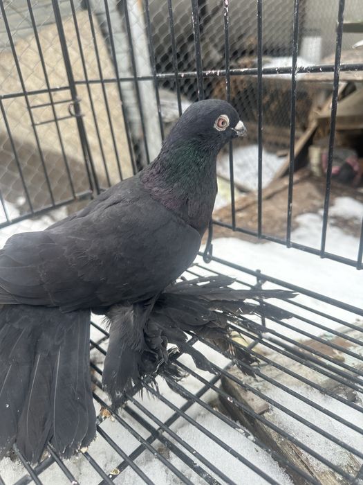 Голуби на продажуу