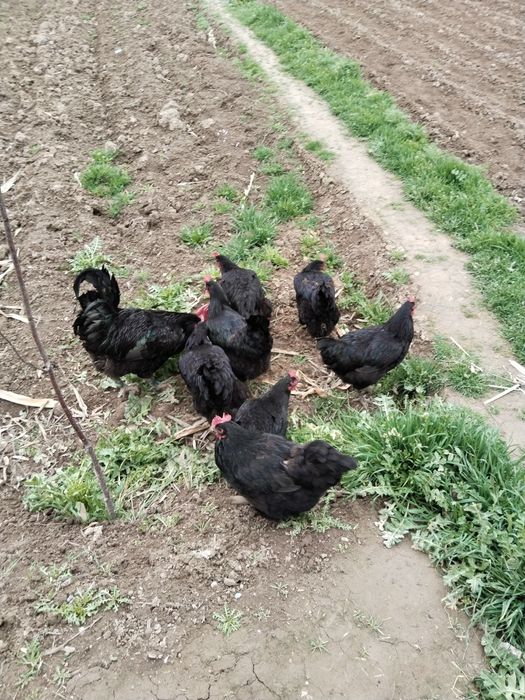 Qora shahzoda tuhumi