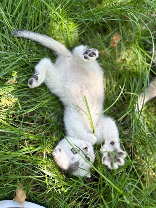 Продаются котята порода золотистая и серебристая шиншила