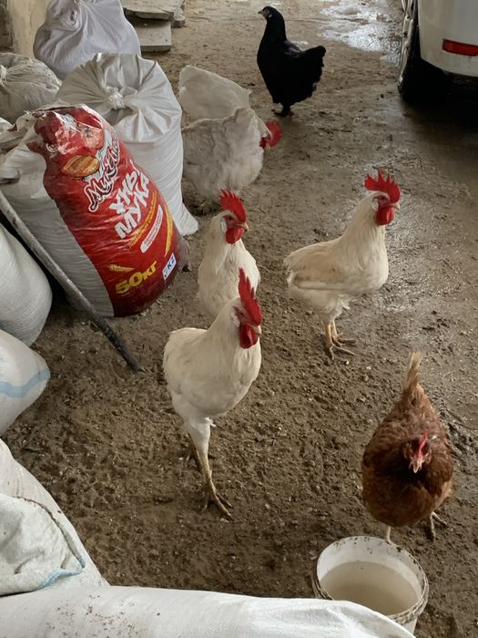 Әтештер сатылады!