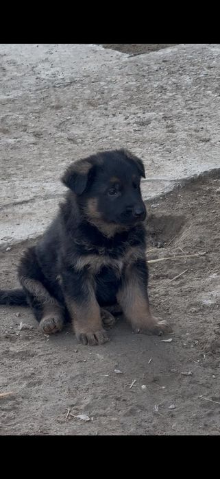 Немец овчарка кушиктер