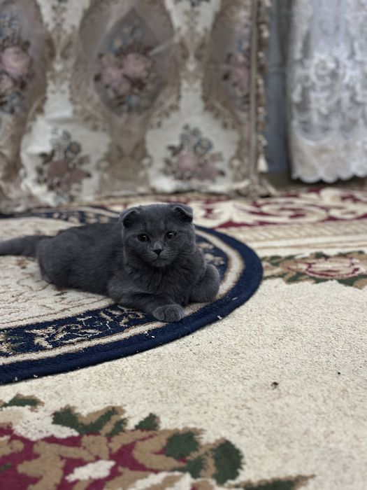 Кот mushuk scottish fold