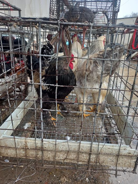 Sabzavotlar bilan jinsiy anal buzilishlar