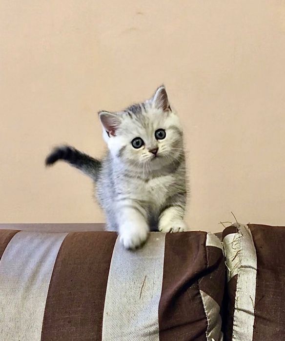 Шотландские котодеточки