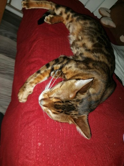 Кошка бенгалка. Продажа.