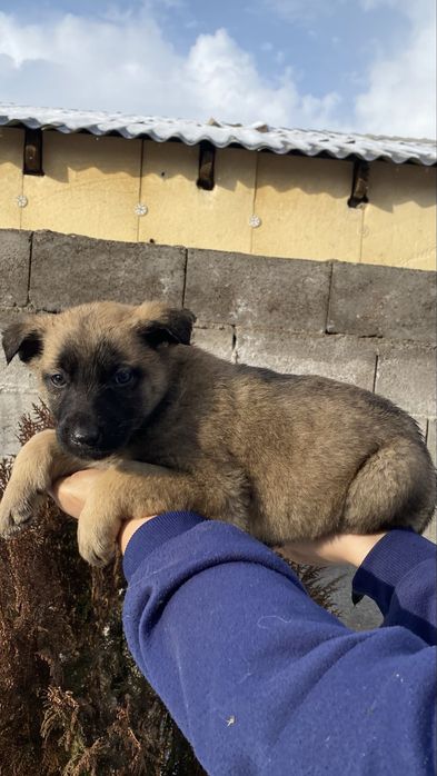 Щенки Немецкой овчарки