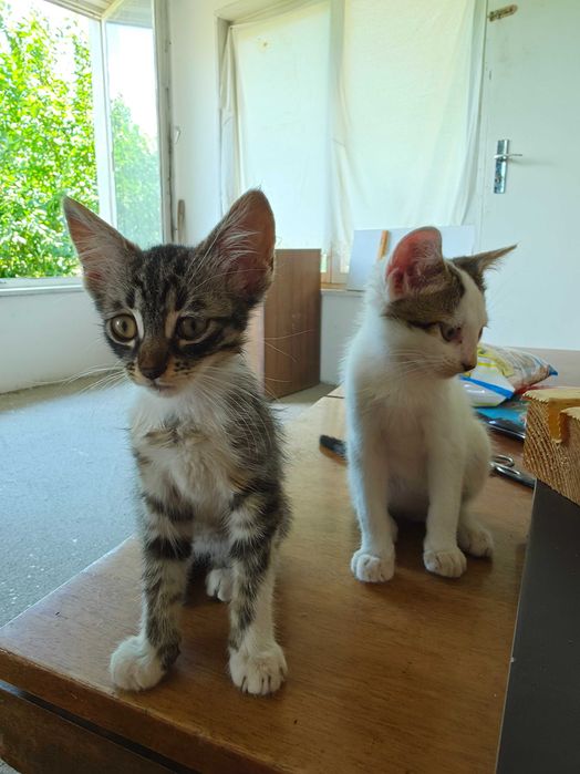 3 Новородени Котета