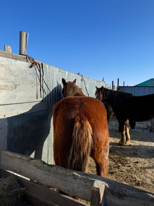 Тяжеловоз тай сатылады