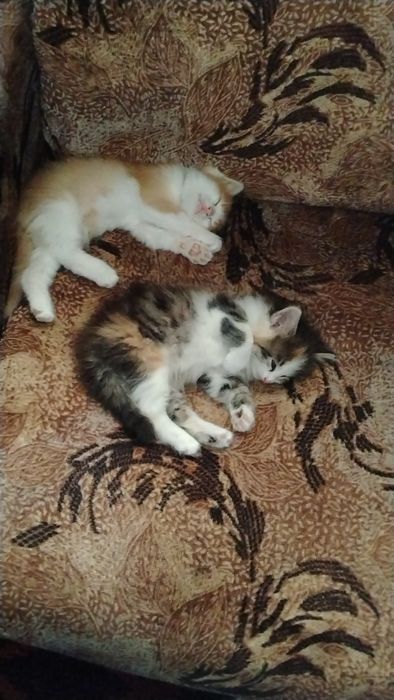 Mushuklar hadya qilinadi