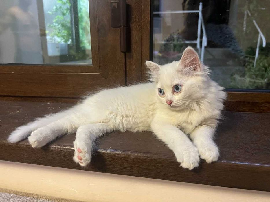 Котята, возраст 2 месяца