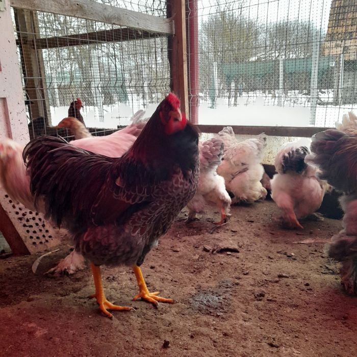 Găini Brahma si Wyandotte