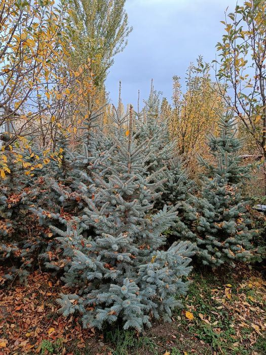 Продаются сорт ёлок..