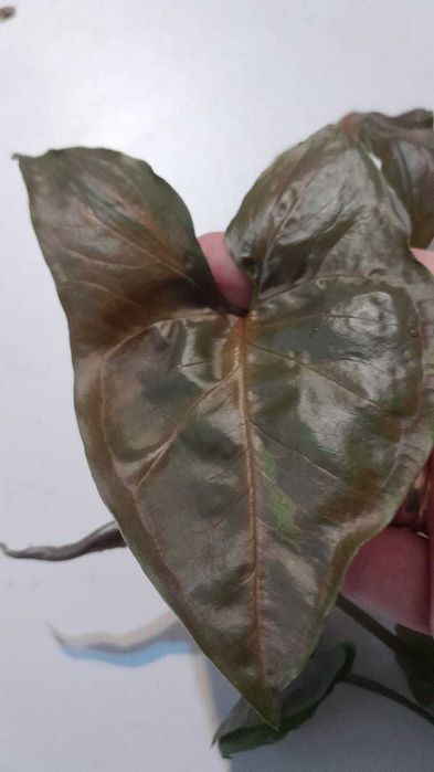 Сингониум, обмен.