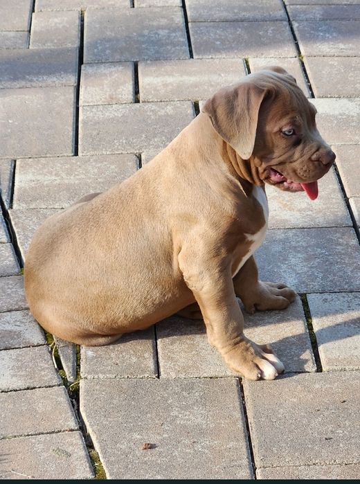 American bully xl