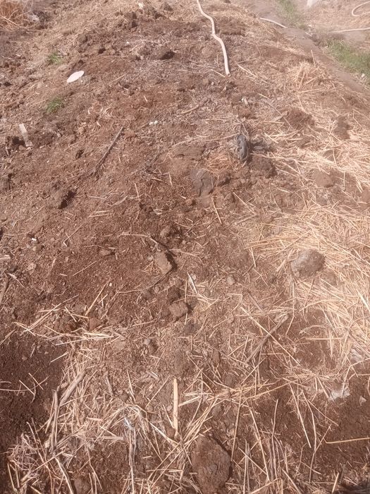 Bio gumus va kaliforna yomgir juvalchangi sotiladi