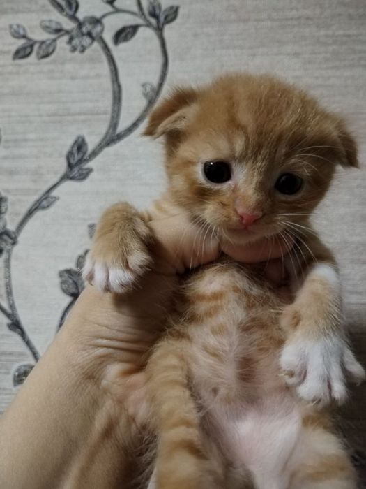 Zotli mushuklar sotiladi