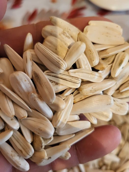 Отборные семечки